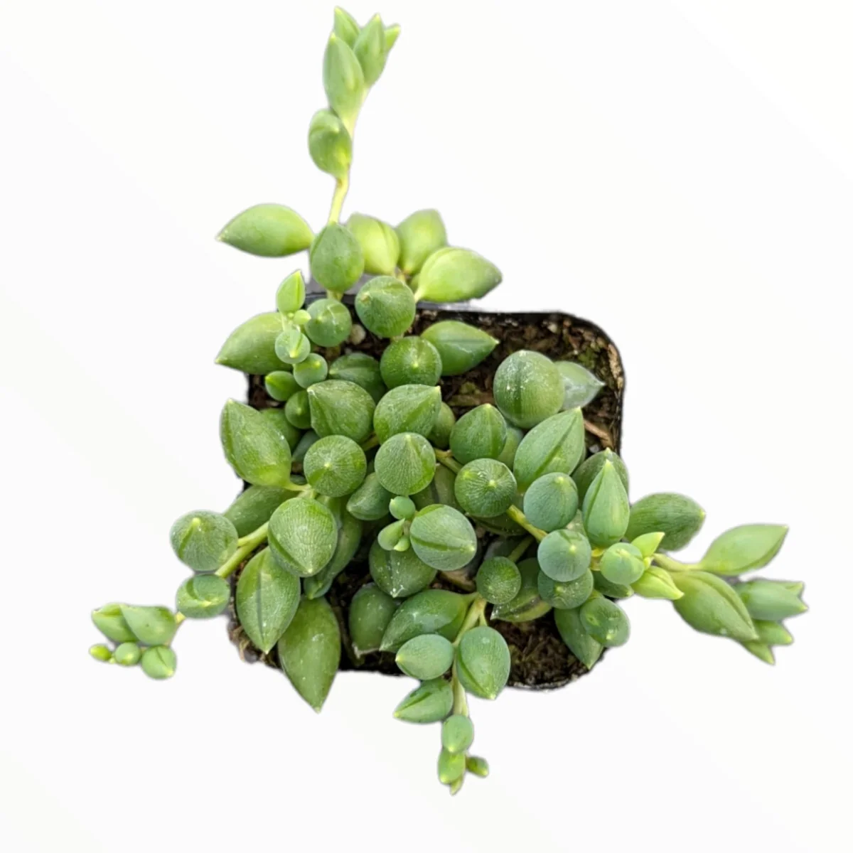 String of Raindrops Senecio Hybrid Succulent Live Plant - Trailing Foliage - Image 3