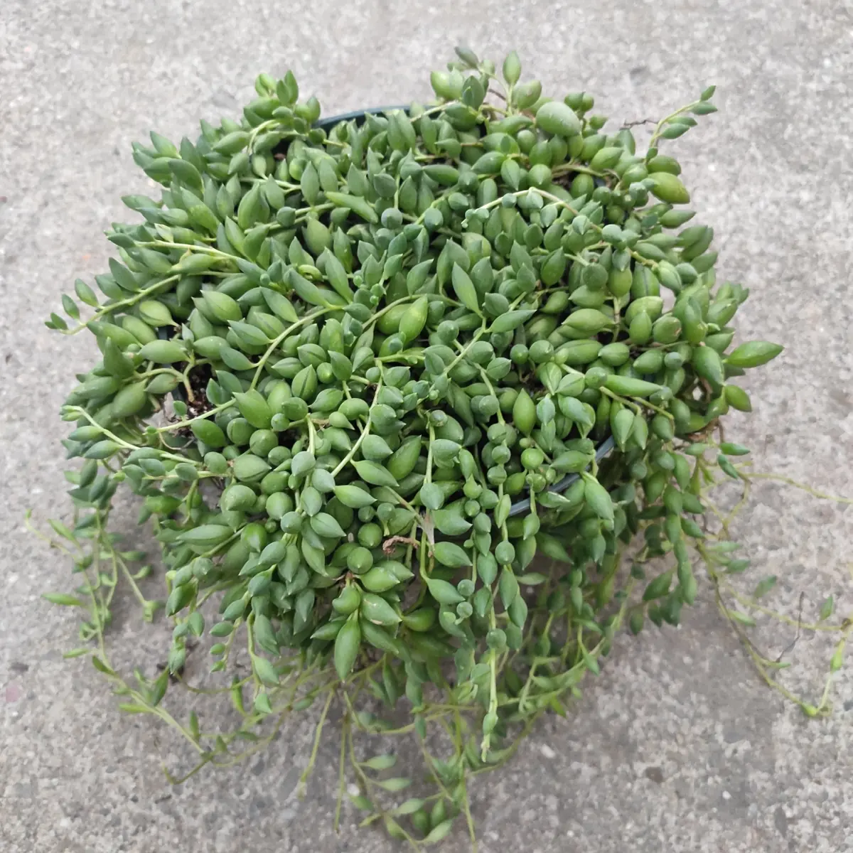 String of Raindrops Senecio Hybrid Succulent Live Plant - Trailing Foliage - Image 7