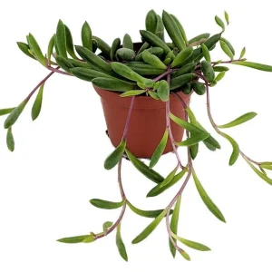 String of Rubies Succulent Plant – Othonna capensis – Live Plant – 2.5 inch Pot - Image 1