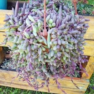 String of Rubies Succulent Plant – Othonna capensis – Live Plant – 2.5 inch Pot - Image 4