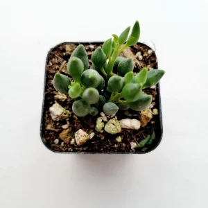 String of Tears Senecio citriformis Live Succulent Plant - Unique Trailing Foliage - Image 3