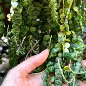 String of Turtles Cuttings - Peperomia Prostrata Live Succulent Plant Cuttings - Image 2