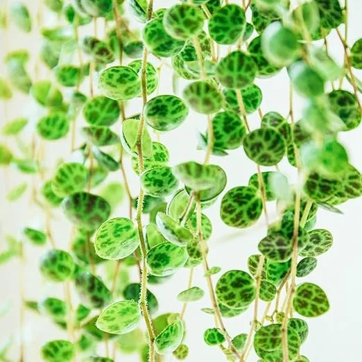 String of Turtles Live Plant - 2.5" Pot, Easy Care Trailing Succulent, Indoor - Image 2