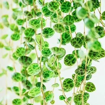 String of Turtles Live Plant - 2.5" Pot, Easy Care Trailing Succulent, Indoor - Image 1