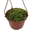 String of Turtles Peperomia Prostrata Live Plant – 5 inch Hanging Basket – Indoor Houseplant - Image 1