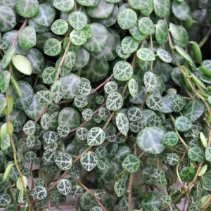 String of Turtles Peperomia Prostrata Live Plant – 5 inch Hanging Basket – Indoor Houseplant - Image 5