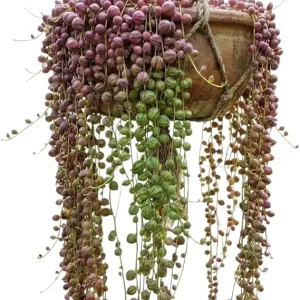 String of Watermelon Live Plant - Easy Indoor Trailing Succulent in 2.5" Pot - Image 2