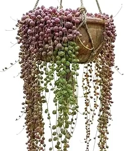 String of Watermelon Live Plant - Easy Indoor Trailing Succulent in 2.5