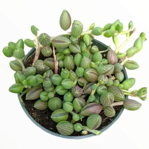 String of Watermelons Senecio herreanus Succulent Plant - Live Potted Houseplant - Image 1