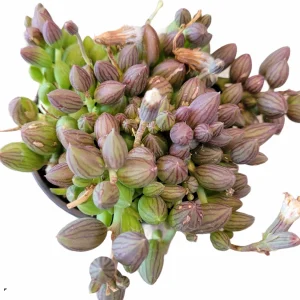 String of Watermelons Senecio herreanus Succulent Plant - Live Potted Houseplant - Image 4