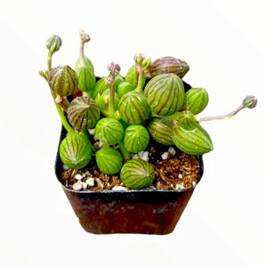 String of Watermelons Senecio herreanus Succulent Plant - Live Potted Houseplant - Image 6