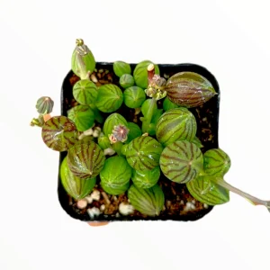 String of Watermelons Senecio herreanus Succulent Plant - Live Potted Houseplant - Image 7