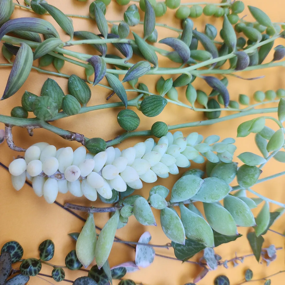 String Succulent Cuttings Collection - 10+ Trailing Varieties - Live Plants for Propagation - Image 2