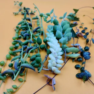 String Succulent Cuttings Collection - 10+ Trailing Varieties - Live Plants for Propagation - Image 3
