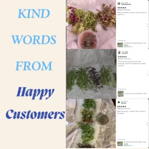 String Succulent Cuttings Collection - 10+ Trailing Varieties - Live Plants for Propagation - Image 4