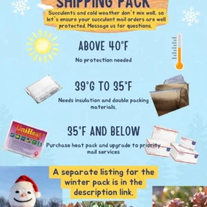 String Succulent Cuttings Collection - 10+ Trailing Varieties - Live Plants for Propagation - Image 6