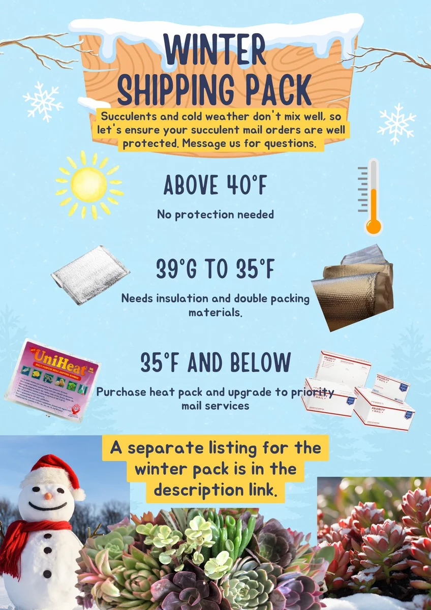 String Succulent Cuttings Collection - 10+ Trailing Varieties - Live Plants for Propagation - Image 6