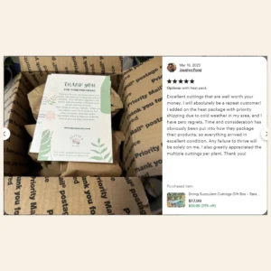 String Succulent Cuttings Collection - 10+ Trailing Varieties - Live Plants for Propagation - Image 7