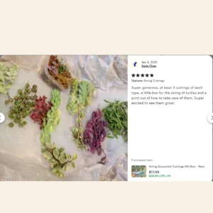 String Succulent Cuttings Collection - 10+ Trailing Varieties - Live Plants for Propagation - Image 8