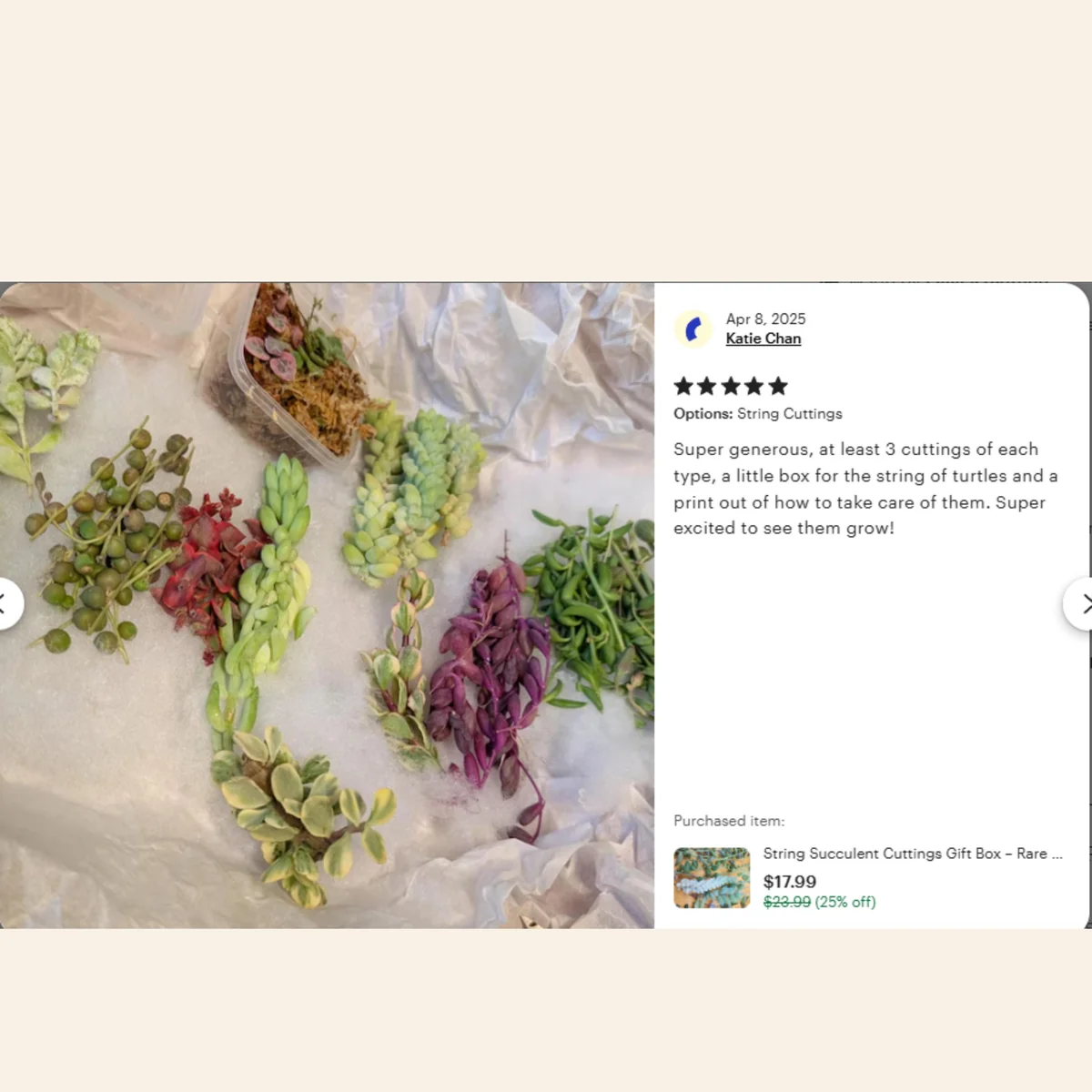 String Succulent Cuttings Collection - 10+ Trailing Varieties - Live Plants for Propagation - Image 8