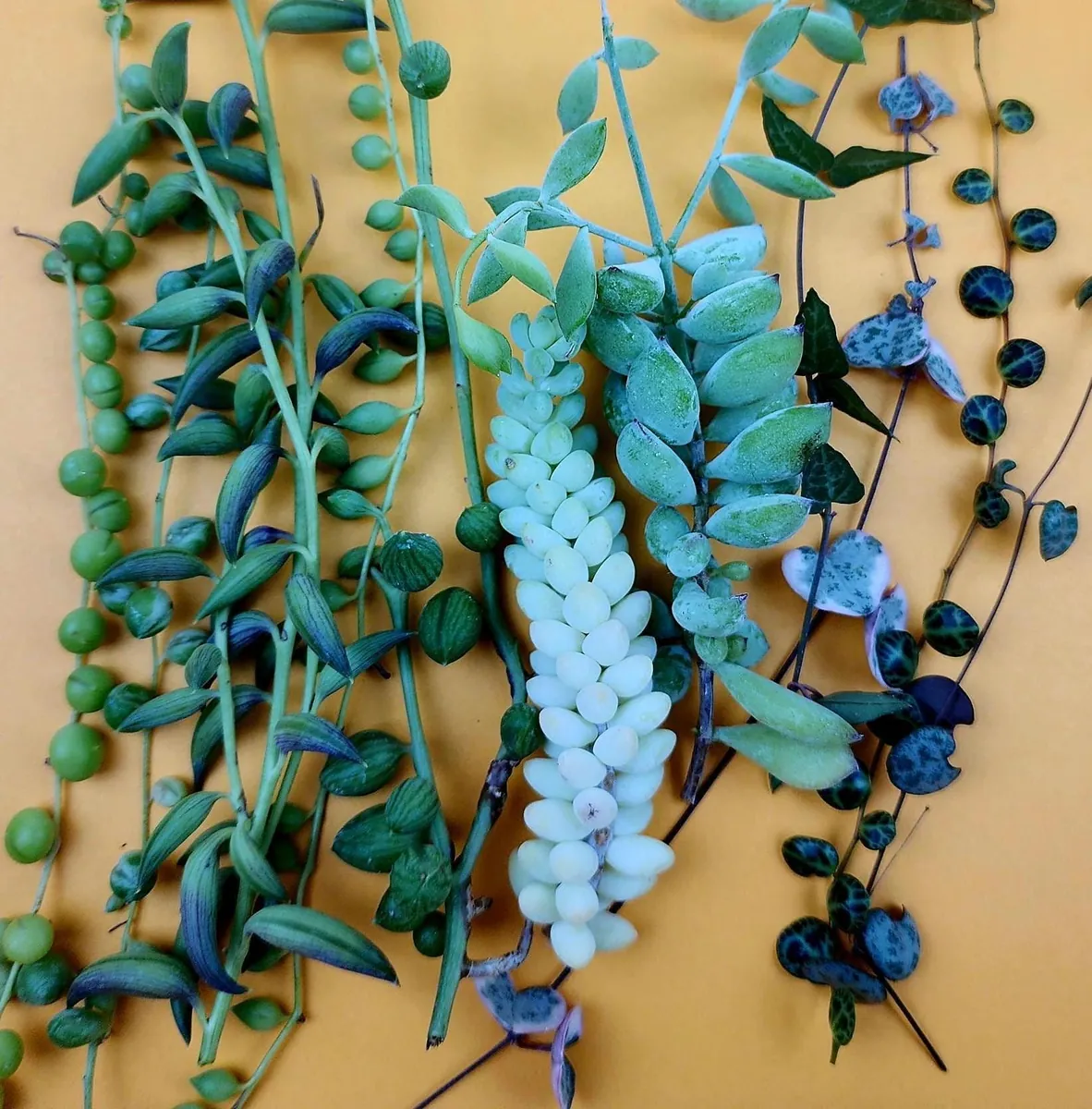 String Succulent Cuttings Collection - 10+ Trailing Varieties - Live Plants for Propagation - Image 1