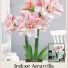 Striped Amadeus Double Amaryllis Bulbs - Large, White & Red Flowers, Indoor/Outdoor - Image 1