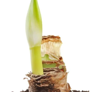 Striped Amadeus Double Amaryllis Bulbs - Large, White & Red Flowers, Indoor/Outdoor - Image 2