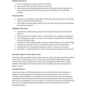 Striped Amadeus Double Amaryllis Bulbs - Large, White & Red Flowers, Indoor/Outdoor - Image 4