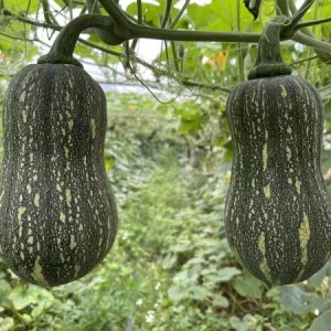 Striped Butternut Squash Seeds - F1 Hybrid, High-Yielding Vegetable Seeds - Image 2