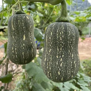 Striped Butternut Squash Seeds - F1 Hybrid, High-Yielding Vegetable Seeds - Image 3