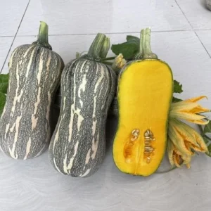 Striped Butternut Squash Seeds - F1 Hybrid, High-Yielding Vegetable Seeds - Image 1