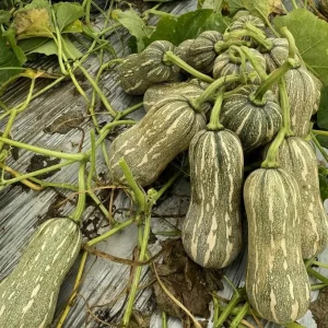 Striped Butternut Squash Seeds - F1 Hybrid, High-Yielding Vegetable Seeds - Image 6