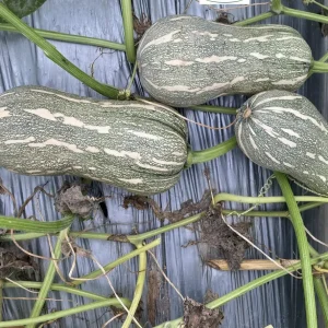 Striped Butternut Squash Seeds - F1 Hybrid, High-Yielding Vegetable Seeds - Image 7