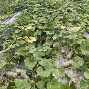 Striped Butternut Squash Seeds - F1 Hybrid, High-Yielding Vegetable Seeds - Image 8