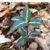 Striped Wintergreen Bare Root Plant - Chimaphila maculata - 2-4" Tall - Partial Shade - Image 1