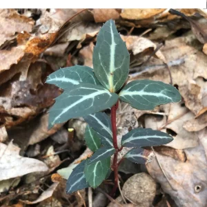 Striped Wintergreen Bare Root Plant - Chimaphila maculata - 2-4