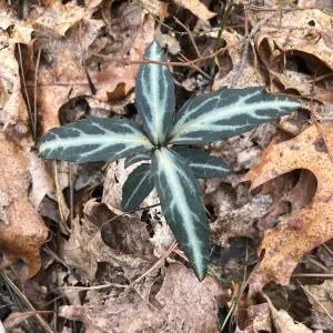 Striped Wintergreen Bare Root Plant - Chimaphila maculata - 2-4