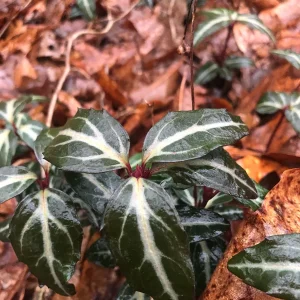 Striped Wintergreen Bare Root Plant - Chimaphila maculata - 2-4