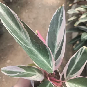 Stromanthe Triostar Live Plant - Tropical Houseplant 4 inch Pot - Image 2