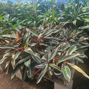 Stromanthe Triostar Live Plant - Tropical Houseplant 4 inch Pot - Image 3