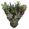 Succulent Terrarium & Fairy Garden Live Plants - 10-Pack, 2-inch Pots - Image 1