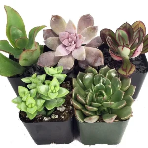 Succulent Terrarium & Fairy Garden Plants - 5 Live Plants, 2-inch Pots - Image 1