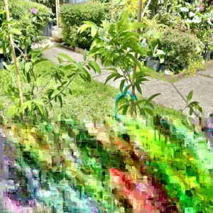 Sugar Apple / Custard Apple Live Fruit Tree – 3-4 ft Tall – Healthy Tropical Plant - Image 5