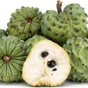 Sugar Apple Live Plant – 1 Gallon – 14-16 Inches Tall – Tropical Fruit Tree - Image 3