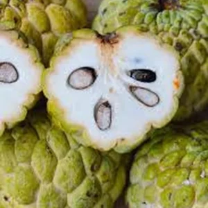 Sugar Apple Live Plant – 1 Gallon – 14-16 Inches Tall – Tropical Fruit Tree - Image 1