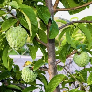 Sugar Apple Live Plant – 5-9" Tall Annona squamosa Tropical Fruit Tree - Image 2