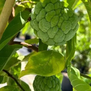 Sugar Apple Live Plant – 5-9