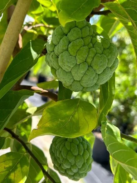 Sugar Apple Live Plant – 5-9" Tall Annona squamosa Tropical Fruit Tree - Image 3