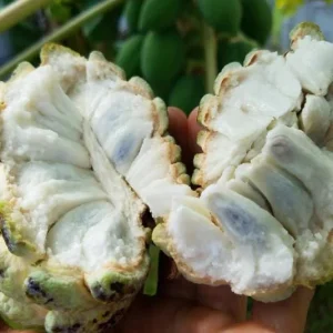 Sugar Apple Live Plant – 5-9