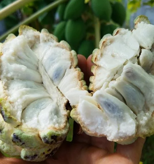 Sugar Apple Live Plant – 5-9" Tall Annona squamosa Tropical Fruit Tree - Image 4
